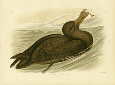 Kæmpepetrel, 1891 af Gracius Broinowski